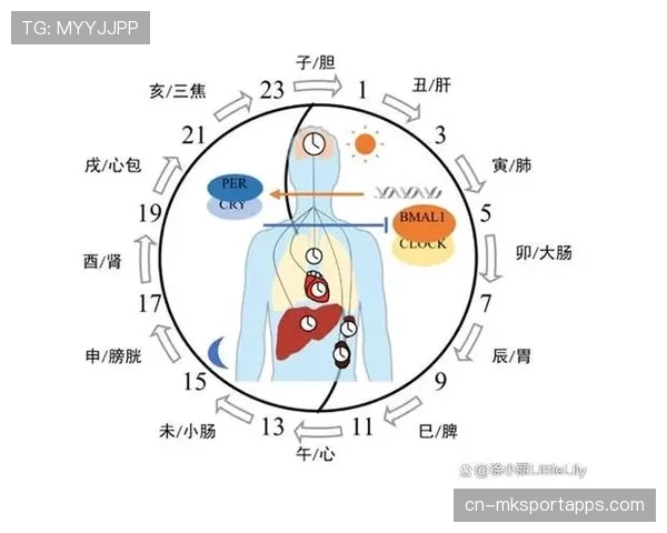运动员的昼夜节律对赛前准备的影响深度解析 运动员的昼夜节律对赛前准备的影响深度解析